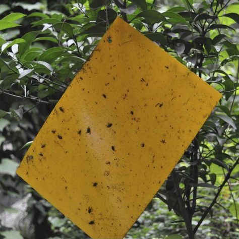 Generations of gardeners have been using yellow sticky traps to catch unwanted flying insects. Think back to the yellow flyContinue Reading Homemade Gnat Trap, Yellow Flies, Paint Sample Cards, Gnat Traps, Fungus Gnats, Paint Stir Sticks, Garden Bugs, Yellow Cups, White Flies