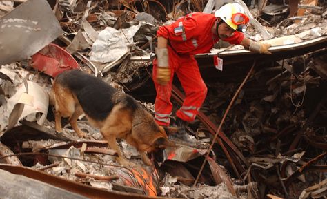 Search And Rescue Dogs, Dog Hero, Military Working Dogs, Rescue Workers, Dog Years, Police Dogs, Trade Center, Search And Rescue, World Trade