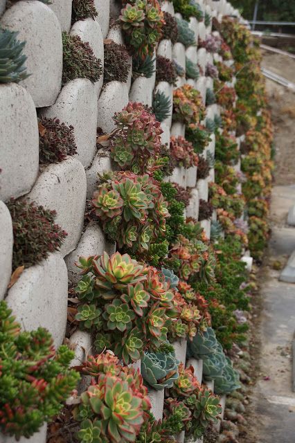 Sloping Gardens, Succulent Wall Garden, Wall Landscape, Succulent Wall Planter, Echeveria Succulent, Garden Retaining Wall, Garden Wall Designs, Plantas Bonsai, Landscaping Retaining Walls