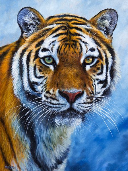 Jason Morgan, Tiger Drawing, Tiger Painting, Tiger Pictures, Tiger Art, Tableau Art, Cross Paintings, Art Kits, African Animals