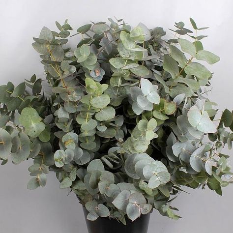 <p> EUCALYPTUS CINEREA are available at wholesale prices & direct UK delivery. Approx. 70cm and wholesaled in Batches of 10 bunches.</p> Money Leaf, Silver Eucalyptus, Eucalyptus Cinerea, Dutch Flowers, Vintage Wedding Flowers, Dollar Eucalyptus, Silver Dollar Eucalyptus, Flower Guide, Rustic Wedding Flowers