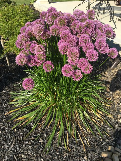 'Millenium' Ornamental Onion - Mike's Backyard Nursery Backyard Nursery, Ornamental Onion, Different Bees, Front Landscape, Planting Onions, Bees And Butterflies, Landscape Plants, Front Landscaping, Fire Pit Area