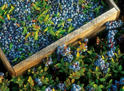 Many of today’s independent, family-owned commercial growers in Maine and Canada have been harvesting Wild Blueberries for generations. Learn more. Foods To Reduce Inflammation, Best Veggie Burger, Anti Aging Smoothie, Wild Bees, Natural Carpet, Slow Aging, Good Smoothies, Wild Blueberries, New Roots