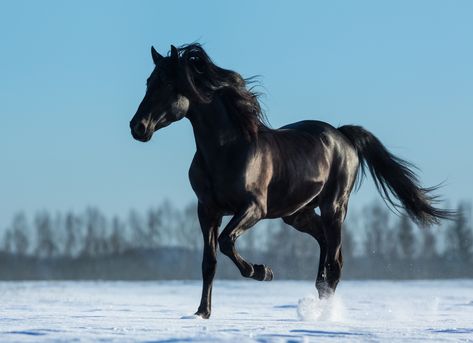 Mustang Horse | Mustang Horse Names Standardbred Horse, Black Mustang, Horse Running, Mustang Horse, Black Stallion, Horse Wallpaper, Andalusian Horse, Horse Names, Black Horses