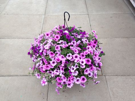 Love me lavender hanging basket at Debs Greenhouse Adventure Time Backpack, Hanging Plant, Hanging Basket, Flower Planters, All About Plants, Petunias, Hanging Baskets, Hanging Plants, Love Me