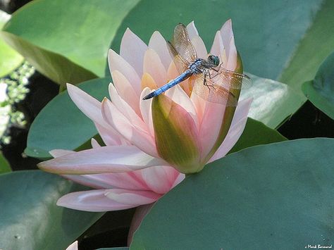 Dragonfly Reference Photo, Dragonfly On Water, Explosion Book, Water Lily Drawing, Dragonfly Images, Dragonfly Photos, Lilies Drawing, Lotus Garden, Dragonfly Painting