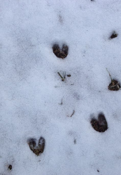 Heart deer footprints Wolf Paw Print, Wolf Paw, Hoof Print, Accordion Book, Deer Print, Ugly Sweater, Paw Print, Deer, Collage