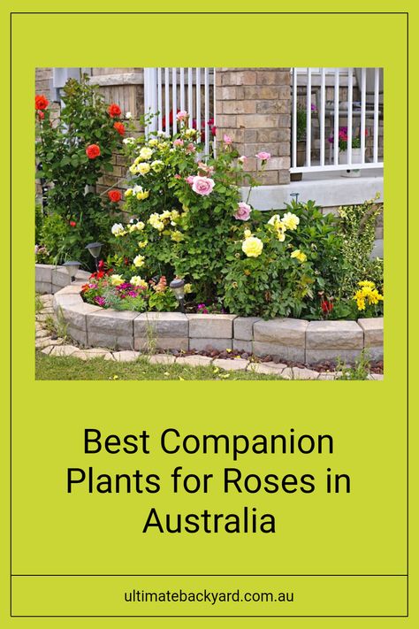 Discover how companion planting can enhance the health of your roses in Australian gardens. Roses can suffer from pests, but plants like marigolds and nasturtiums not only block these pests but also attract beneficial insects to your yard. Utilizing these partnerships not only nurtures your rose bushes but can enhance your floral displays too. Curious to know which companion plants can be the best for your roses? Check out the full article for a detailed guide on the best combinations which will create a thriving garden setting. Companion Plants For Roses, When To Prune Roses, Rose Companion Plants, Best Companion Plants, Society Garlic, Australian Gardens, Pruning Roses, Garden Companion Planting, Ultimate Backyard