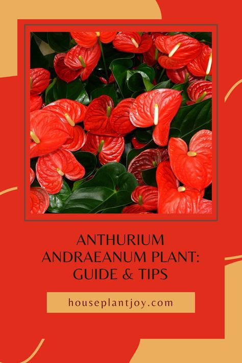 Learn how to care for this beautiful plant and add a touch of the tropics to your home!* 🔗 #plantcare #houseplants #anthurium Anthurium Plant Care, Anthurium Plant, Plant Guide, Beautiful Blooms, Plant Care, House Plants, Plants