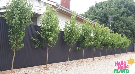 Driveway Ornamental Pear Tree | Flowering Pear Tree Ornamental Pear Tree Landscaping, Driveway Hedge, Driveway Trees, Driveway Plants, Hill Backyard, Ornamental Pear Tree, Pyrus Calleryana, Australian Cottage, Hedge Ideas