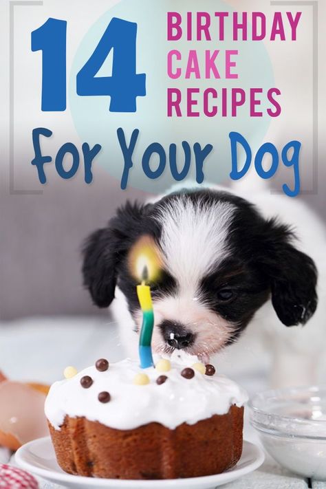 Is your dog on the next level of Spoiled? Perfect, because a birthday cake or pupcake is just what they need (why not?). Check out these 14 beautiful, and easy to make birthday cakes for dogs. Cupcake Homemade, Dog Birthday Cake Recipe, Dog Cake Recipes, Cake Dog, 14th Birthday Cakes, Make Birthday Cake, Easy Dog Treats, Homemade Birthday Cakes, Dog Treats Homemade Recipes