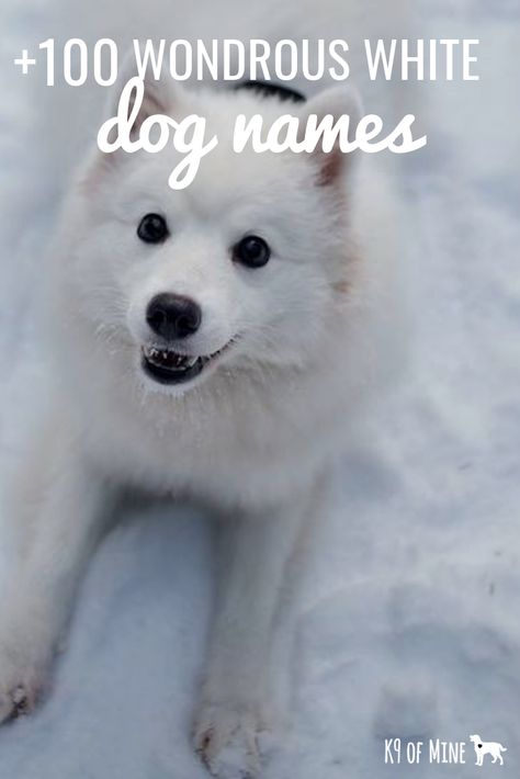 100+ Wondrous White Dog Names For Your Light-Furred Four-Footer! #dogs #dognames #puppies #puppynames #dogadoption Good Puppy Names, Husky Names Male, Names For Male Dogs, Male Dog Names Unique, Disney Pet Names, White Dog Names, Husky Names, Cute Puppy Names, Dog Names Unique