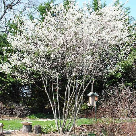 Serviceberry Autumn Brilliance, Autumn Brilliance Serviceberry, Autumn Brilliance Serviceberry Tree, Service Berry Tree, Foundation Plants, Tree Transplanting, Garden Front Of House, Shade Landscaping, Backyard Plan