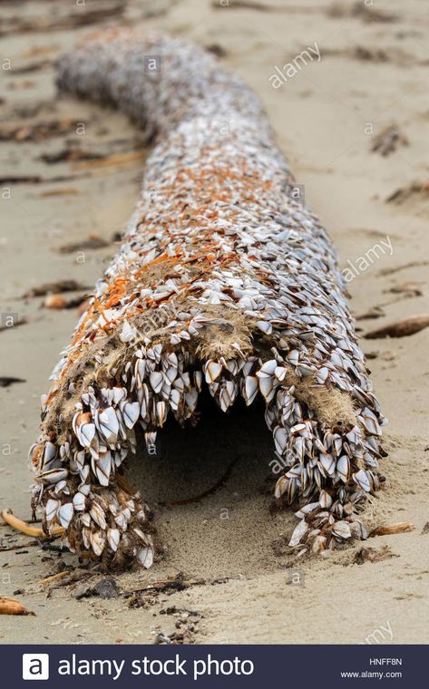 Goose barnacles (order Pedunculata), also called stalked or gooseneck Stock Photo - Alamy Goose Barnacles, Gooseneck Barnacles, Trees Landscaping, Palm Trees Landscaping, Galveston Texas, Texas Usa, Galveston, Sealife, Ocean Beach