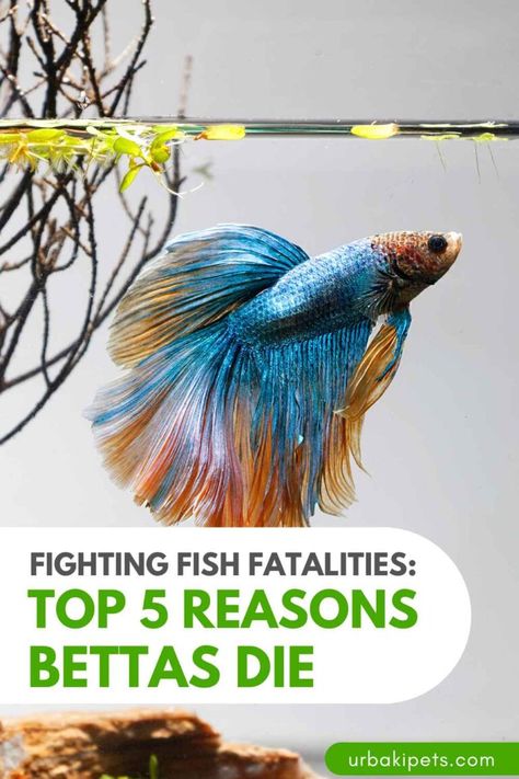 Fighting Fish Fatalities: Top 5 Reasons Bettas Die – Urbaki Pets Beta Fish Ecosystem, Betta Fish With Other Fish, Rainbow Beta Fish, Peace Lily And Beta Fish, Fluval Betta Tank, Betta Fish With Plant, Fish Compatible With Betta, Bamboo Beta Fish Tank, Betta Fish Tank Decor Ideas