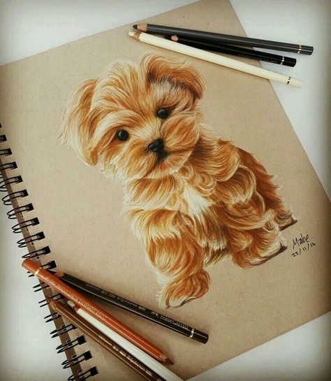 Dog Colour Pencil Drawing, Color Pencil Art Dog, Pencil Color Drawing Animals, Realistic Drawings Ideas Colored Pencils, Dog Drawing Colored Pencil, Animal Drawings Colored Pencil, Realistic Animal Drawings Colour, Puppy Drawing Sketches, Colored Pencil Animals