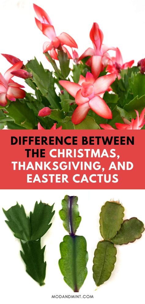 Christmas Cactus vs Thanksgiving Cactus vs Easter Cactus Differences Easter Cactus Vs Christmas Cactus, Thanksgiving Cactus Vs Christmas Cactus, Propagating Christmas Cactus, Diy Christmas Decorations Outdoor, Bliss Aesthetic, Cactus Propagation, Christmas Tree Ideas 2023, Aesthetic Christmas Tree, Christmas Cactus Care