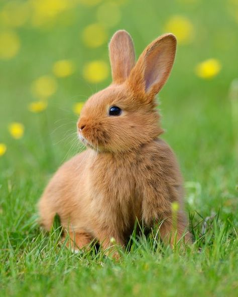 Rabbits In Nature, Meadow Animals, Bunny Photography, Rabbit Photography, Animals Reference, Animal Photography Wildlife, Rabbit Pictures, Rabbit Photos, Beautiful Rabbit