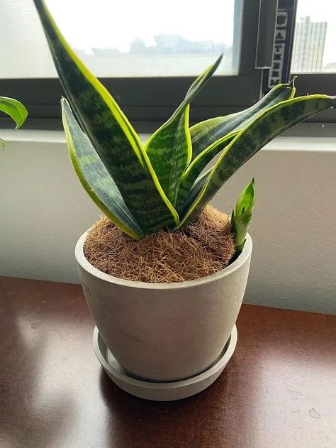 Force a Snake Plant to Produce Pups for Unlimited Sansevierias Indoor Plant Display Ideas, Inside House Plants, Snake Plant Indoor, Snake Plant Propagation, Houseplant Decor, Houseplants Decor, Indoor Plant Display, Plant Display Ideas, Indoor Plants Low Light