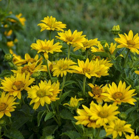 Heliopsis helianthoides TUSCAN GOLD ('Inhelsodor' PP29819 CPBR6133) False Sunflower, Perennial Sunflower, Border Plants, Plant Tags, Butterfly Bush, Proven Winners, Powdery Mildew, Sun Plants, Sun And Water