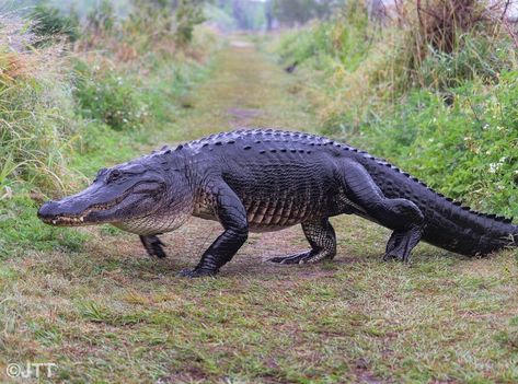 All Posts • Instagram Alligator Photography, Alligator Swimming, Swamp Animals, Reptile Photography, Crocodile Pictures, Florida Animals, Alligators Art, Crocodile Animal, North American Animals