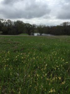 McKinney Erwin Park Prairie Restoration | Blackland Prairie Master Naturalists Terror On The Prairie, One Saturday Morning, Milkweed Pods, The Bluffs At Conner Prairie, Prairie Creek Redwoods State Park, Picnic Spot, Mountain Bike Trails, Red River, Hill Country