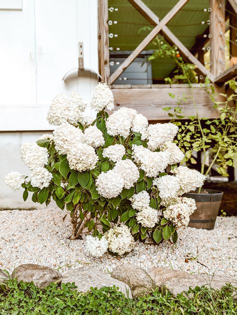 Pea Gravel In Flower Beds, White Pea Gravel Landscaping, Pea Gravel Flower Bed Ideas, Pea Gravel Colors, Gravel Flower Bed Ideas, Pea Gravel Flower Bed, Gravel Flower Bed, White Pea Gravel, Country Farmhouse Landscaping