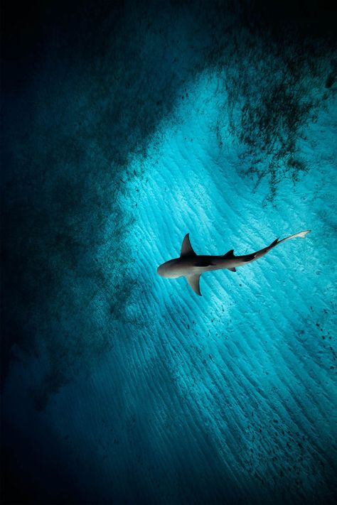 . Sharks In The Ocean, Sharks In Water, Ocean Aesthetic Shark, Sharks Underwater Photography, Sharks In Water Aesthetic, Wallpaper Collection, Shark Photos, Shark Pictures, Under The Ocean