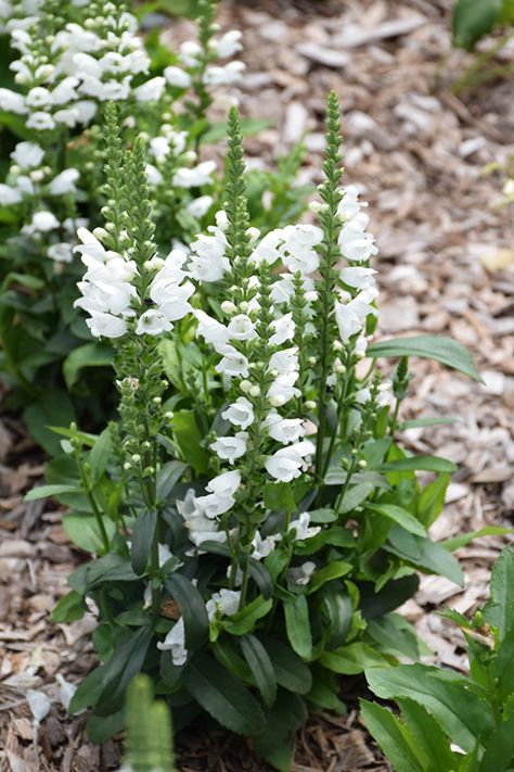 Click to view a full-size photo of Crystal Peak White Obedient Plant (Physostegia virginiana 'Crystal Peak White') at Canyon Creek Nursery Pebble Landscaping, Obedient Plant, Compost Soil, Billings Montana, Greenhouse Growing, Front Landscaping, Climbing Vines, Pollinator Garden, Plant Markers