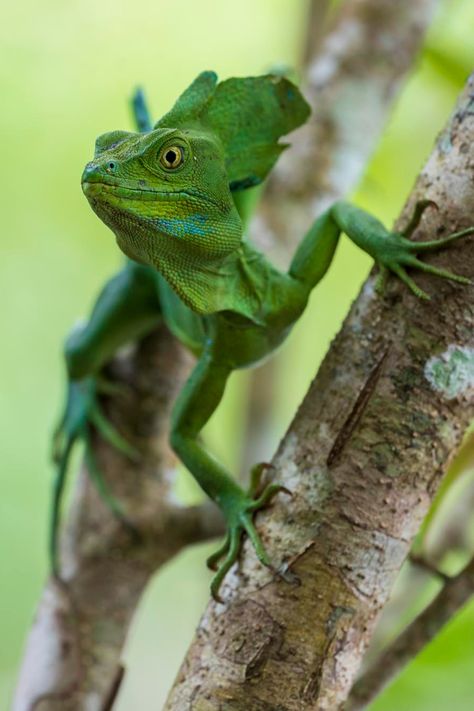 basilic vert Weird Reptiles, Reptile Reference, Basilisk Lizard, Reptile Room, Dragon Artwork, Organic Plants, Like Animals, Reptiles And Amphibians, Animal Skulls