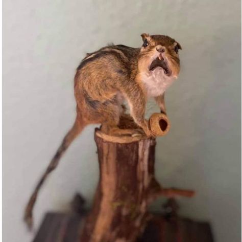 Pete Ranga Ryan on Instagram: "A good example of bad taxidermy. #chipmunk #badtaxidermy" Bad Taxidermy, Hee Haw, Reaction Memes, Chipmunks, Taxidermy, Instagram A, Statue, Candy, Memes