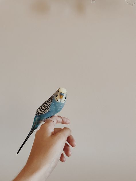 Pet Bird Aesthetic, Aesthetic Blurry Mirror Selfie, Love Birds Pet, Birds Pet, Parakeet Bird, Aesthetic Roses, Instagram Creative Ideas, Emotional Photography, Pretty Animals