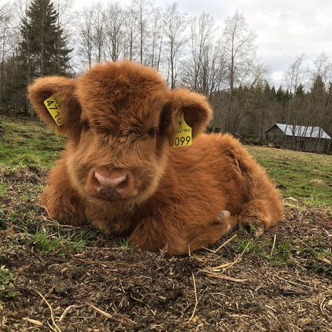 Pet Cows, Popular Images, Mini Cows, Fluffy Cows, Cow Pictures, Brown Cow, Highland Cattle, Baby Animals Pictures