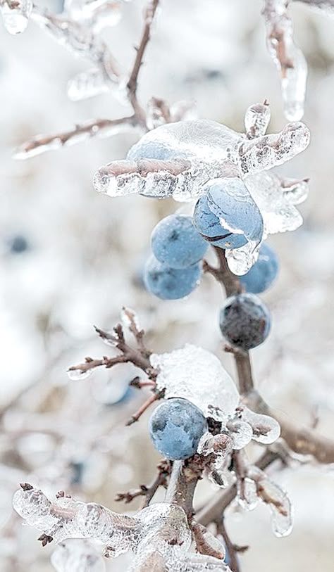 Winter *❄~*.Wishes & Dreams.*~❄* Iced Berries & Sparkling Boughs Foto Macro, I Love Winter, Winter Love, Airbrush Art, Winter Magic, Winter Scenery, Winter Beauty, Winter Pictures, Winter Wonder