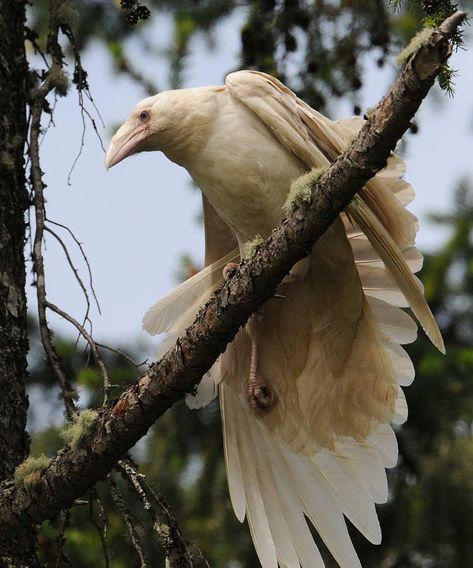 Several native legends credit the White Raven for bringing light to the world by freeing the sun, moon, and stars which were locked away by an evil being. In the course of its heroic deed White Raven was turned to black. The occasional sighting of a White Raven now is meant to remind people of how the world was saved for all mankind and animals of creation. Albino Crow, Albino Raven, White Raven, Albino Animals, Black Birds, Jackdaw, Crows Ravens, Blackbird, Birds Of Prey