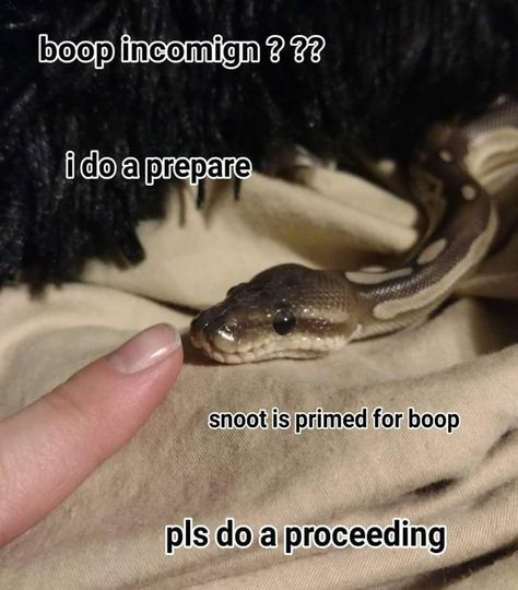 Boa snoot boop Snake Habitat, Snake Pictures, Danger Noodles, Danger Noodle, Rabbit Cages, Ball Pythons, Cute Reptiles, Cute Snake, Silly Dogs