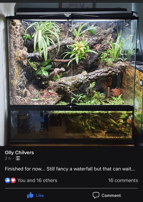 Tiger Salamander Terrarium, Salamander Terrarium, Diy Paludarium, Snake Tanks, Paludarium Ideas, Dumpy Tree Frog, Snake House, Gecko Vivarium, Bioactive Vivarium