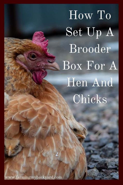 How To Set Up A Brooder Box For A Hen And Chicks - Farming My Backyard Hen Brooder Box Ideas, Broody Chicken Set Up, Chicken Brooder In Coop, Brooder Inside Chicken Coop, Broody Chicken, Barnyard Chickens, Chicken Coupe, Chicken Math, Camper Furniture