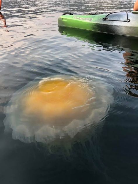 Anyone Know What Kind This Is? Fried Egg Jellyfish Fried Egg Jellyfish, Egg Jellyfish, Jellyfish Images, Oregon Coast Camping, Downtown Art, Homemade Laundry Detergent, Kayak Camping, Camping Activities, The Pacific Ocean