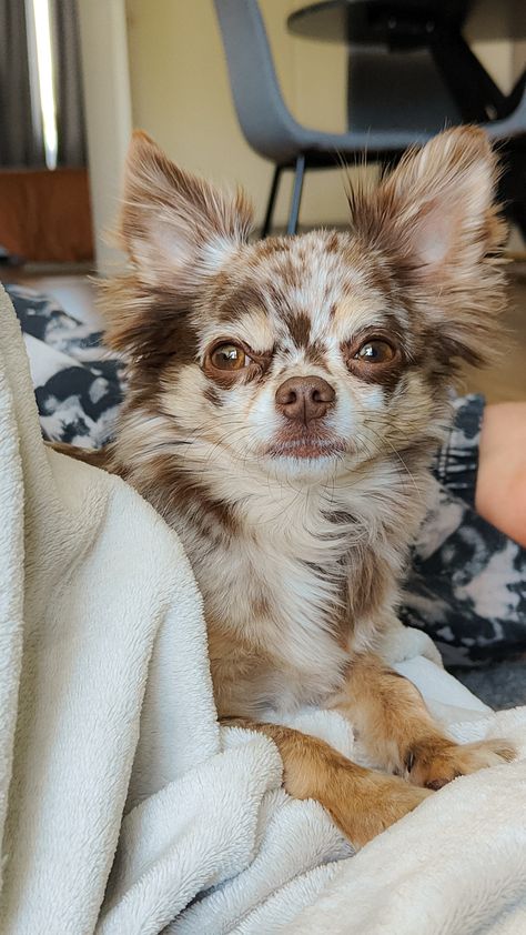 Cute Choco Merle Chihuahua Tricolor Chihuahua, Chiuaua Dog, Blue Merle Chihuahua, Merle Chihuahua, Long Haired Chihuahua, Dog Haircuts, Animals Amazing, Pet Wellness, Chihuahua Love