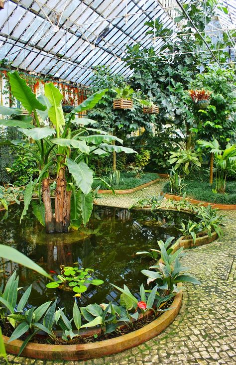 Window Hanging Plants, Backyard Cafe, Greenhouse Cafe, Unusual Beauty, Tropical Greenhouses, Victorian Greenhouses, Dome Greenhouse, Tropical Trees, Plant Installation