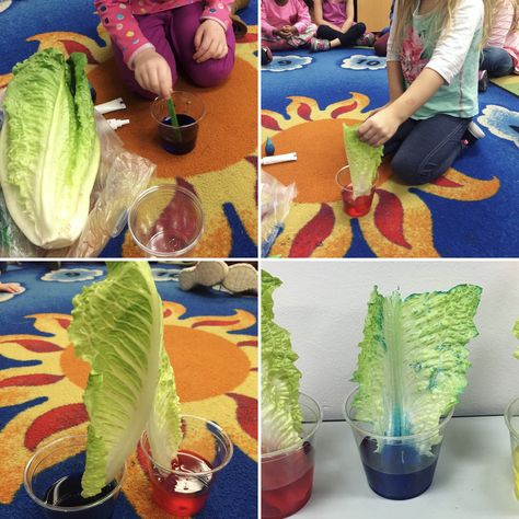 Changing color lettuce experiment. Preschool science. Experiment Preschool, Garden Preschool, Plant Experiments, Farm Theme Preschool, Science For Toddlers, Biology Teacher, Biology Lessons, Earth Day Activities, Montessori Ideas