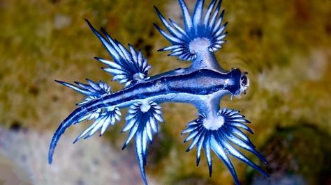 The Most Astounding Animal You Have Never Heard Of Blue Glaucus, Blue Sea Slug, Medusa Tattoos, Glaucus Atlanticus, Bizarre Animals, Real Animals, Moray Eel, Sea Slugs, Big Sea