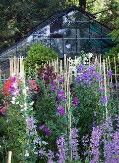 Pea Trellis, Growing Sweet Peas, Sweet Pea Plant, Slow Flower, Cut Flower Farm, Fall Planting, Sweet Pea Flowers, Allotment Gardening, Diy Gardening