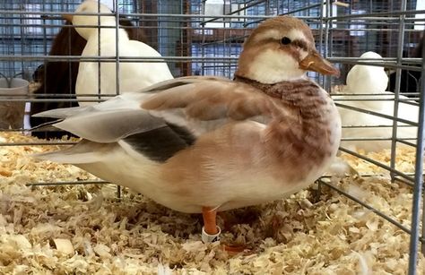 Butterscotch Call Duck Call Ducks Breeds, Call Duck Colors, Butterscotch Call Ducks, Bantam Ducks, Duck Keeping, Call Ducks, Adorable Ducks, Call Duck, Love Call