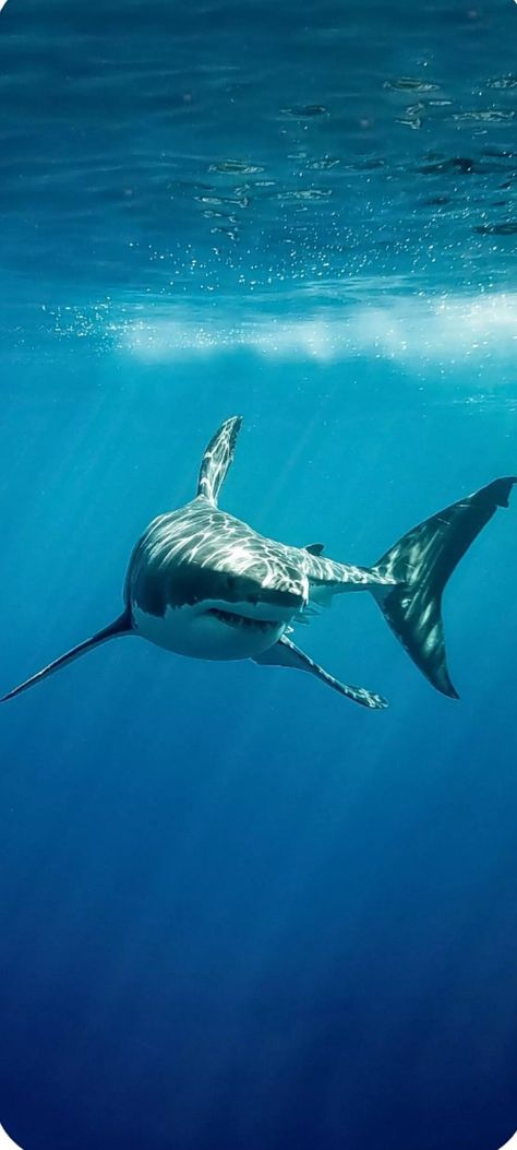 Shark Images, Save The Sharks, Shark Photos, Shark Pictures, Dangerous Animals, Animals Amazing, Marine Conservation, Aquatic Animals, White Sharks