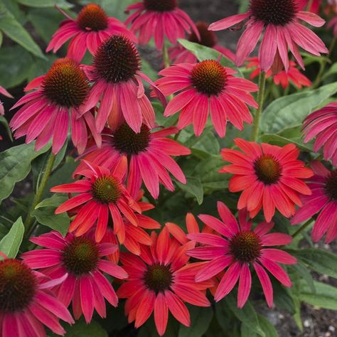 Coneflower – The Ultimate Guide to Growing Echinacea Plants Proven Winners Perennials, Drought Tolerant Perennials, Drought Tolerant Landscape, Short Plants, Red Plants, Sun Perennials, Cottage Garden Plants, Fragrant Plant, Flower Garden Design