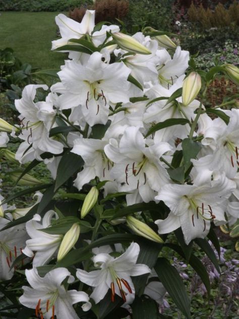 Cockle Shells, White Oleander, Lily Plant, Birch Wedding, White Lily Flower, Lily Garden, Snow In Summer, Gothic Garden, Lily Plants