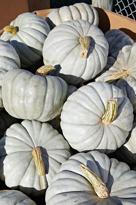 Flavorful and nearly stringless, this Australian heirloom is delicious to eat and ranges in color from dusty gray to greenish-blue. #marthastewart #pumpkins #falldecor #fall Different Types Of Pumpkins, Gray Pumpkins, Jarrahdale Pumpkin, Pumpkin World, How To Grow Pumpkins, Homestead Pantry, Grow Pumpkins, Heirloom Pumpkins, Pumpkins Preschool