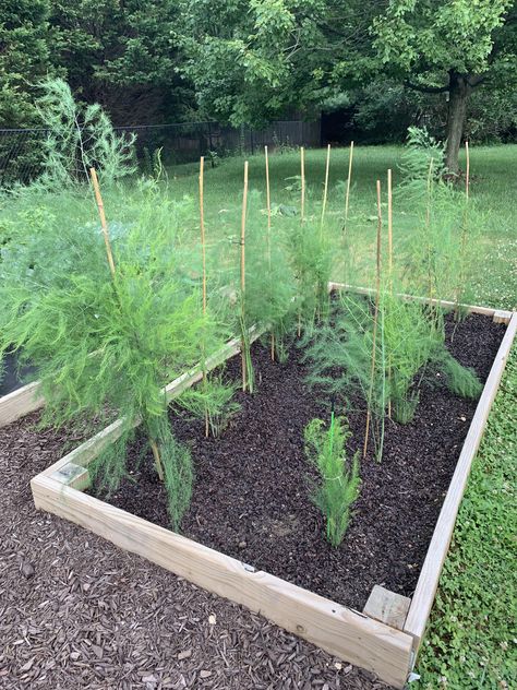 First year asparagus bed. Weve had strong winds lately so I decided to try to support them with bamboo stakes. Asparagus Bed, Bamboo Stakes, Strong Wind, First Year, Asparagus, I Decided, Bed, Plants